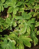 Podophyllum peltatum