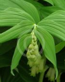 Polygonatum hybridum