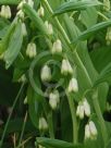 Polygonatum hybridum