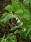 Polygonatum odoratum pluriflorum Variegatum