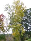 Populus balsamifera