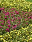 Portulaca grandiflora