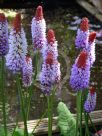 Primula vialii