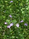 Prostanthera densa