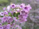 Prostanthera incana