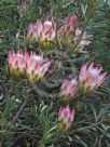 Protea repens