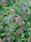 Prunella vulgaris