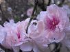 Prunus persica