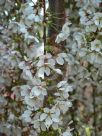 Prunus subhirtella Falling Snow