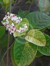 Pseuderanthemum carruthersii Reticulatum