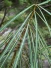 Pseudopanax crassifolius