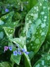 Pulmonaria officinalis