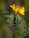 Pultenaea stipularis