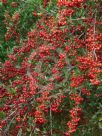 Pyracantha fortuneana