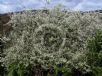 Pyrus salicifolia Pendula