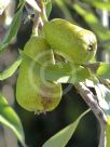 Pyrus salicifolia