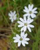 Stellaria pungens