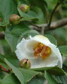 Stewartia pseudocamellia