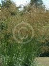 Stipa gigantea