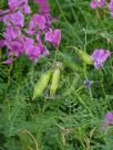 Swainsona galegifolia