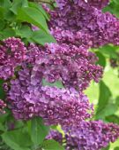 Syringa vulgaris