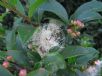 Syzygium australe