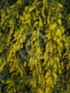 Acacia cardiophylla Gold Lace
