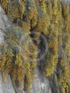 Acacia cardiophylla Gold Lace
