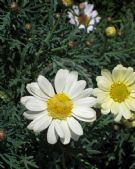 Argyranthemum Surf City