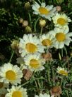 Argyranthemum Surf City