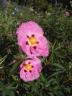 Cistus purpureus Brilliancy