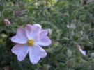 Cistus argenteus Silver Pink