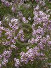 Chamelaucium uncinatum Cascade Brook