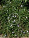 Convolvulus sabatius Full Moon