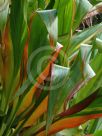 Cordyline fruticosa Kiwi