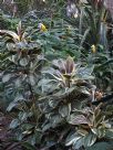 Cordyline fruticosa Miss Andrea