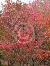 Cornus florida rubra