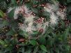 Syzygium paniculatum Beach Ball