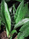 Aspidistra lurida Ginga