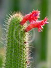 Cleistocactus samaipatanus