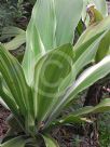 Crinum asiaticum Variegatum