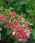 Combretum indicum double-flowered