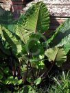 Alocasia macrorrhiza Metallica