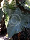 Colocasia esculenta Fontanesii