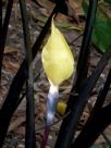 Colocasia esculenta Fontanesii