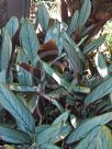 Ctenanthe setosa Silver Star