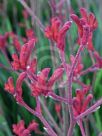 Anigozanthos Big Red