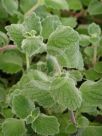 Plectranthus Nicoletta