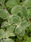 Plectranthus Nicoletta