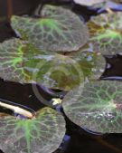 Nymphoides crenata Purple Mosaic